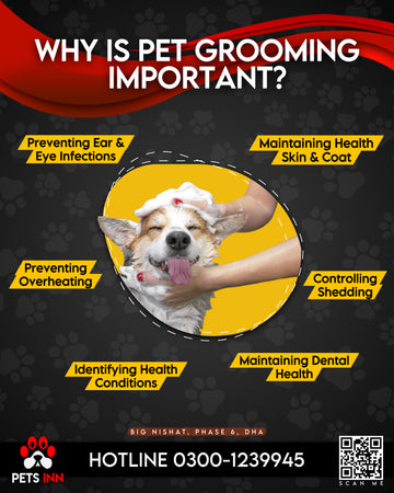 Why Pet Grooming is Important?